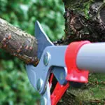 Aerators, pigs, traffic, tree cutting & more stories... 4
