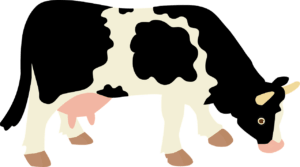 Cow falls into an open drain 1 Cow falls into an open drain 1