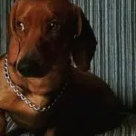 The many limitations of pet licensing 2