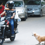 Stray dog menace in HSR 14