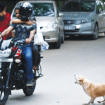 Stray dog menace in HSR 6