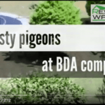 State of birds at BDA Complex 3 State of birds at BDA Complex 3