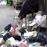 CAUGHT ON CAMERA: Cow eating plastic! 6