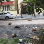 Stray dog attacks and what you can do! 5 stray dogs hsr layout