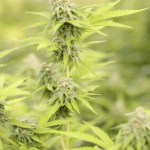 Cops catch drug peddlers in Sector 1 2