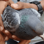 Kids rescue injured pigeon; finally someone adopts it 6