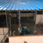 New neighbour shelters several cats and dogs; residents protest 3