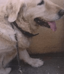 The heartwarming story of an HSR pet that was lost and found during Diwali! 3