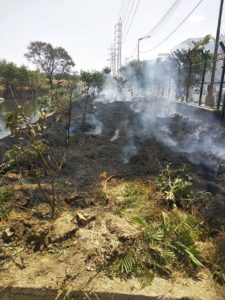 Trees on fire near Agara Lake 1