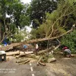 hsr layout tree falls