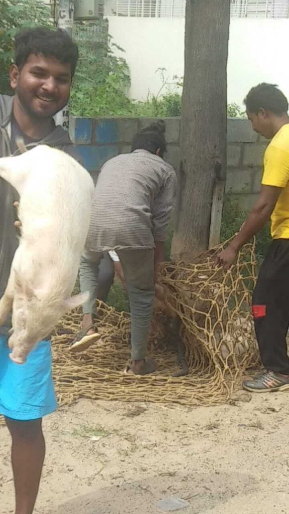 pig catching