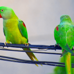 parakeets