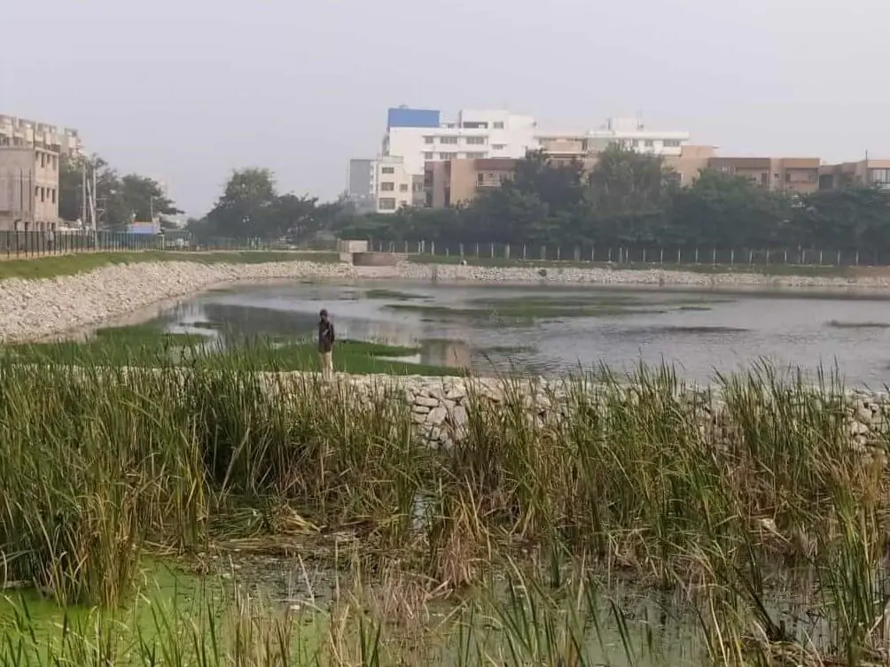 BBMP should take urgent steps to protect revived lakes around HSR Layout   1