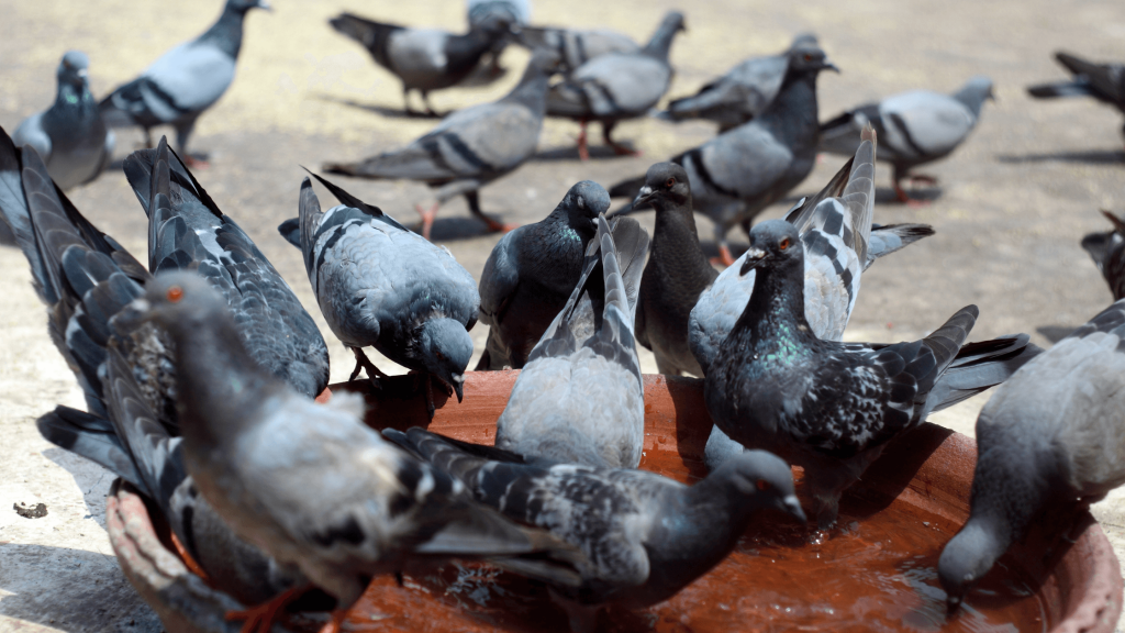 Don’t feed pigeons; their poop can cause more than 60 diseases 1 Don’t feed pigeons; their poop can cause more than 60 diseases 1