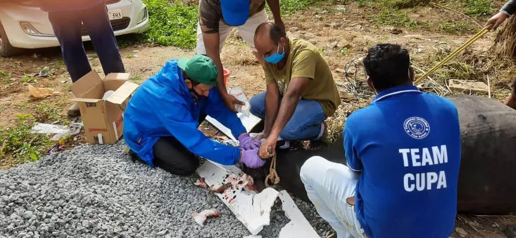 Badly-injured bull rescued by the residents of HSR Layout! 1