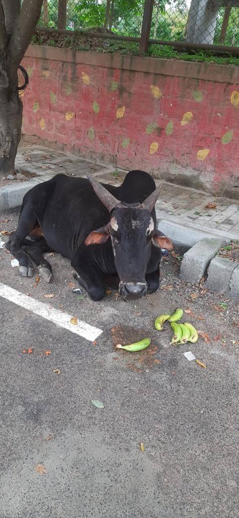 Badly-injured bull rescued by the residents of HSR Layout! 2