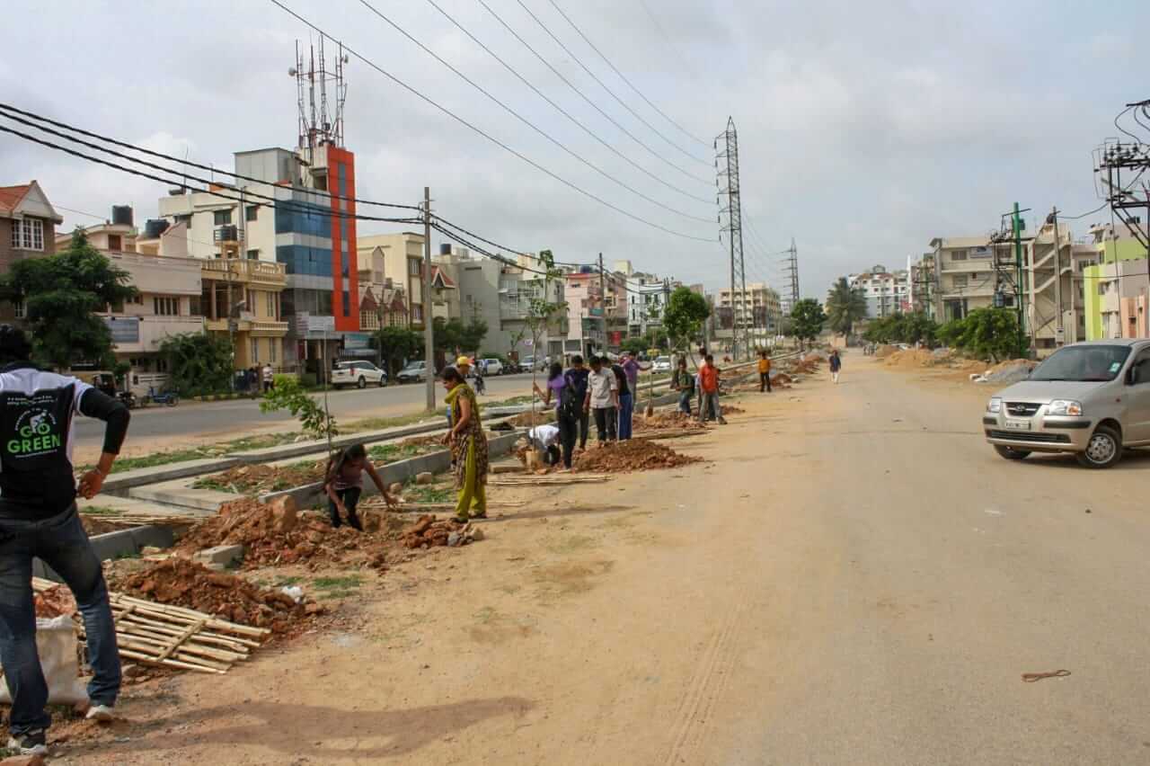 tree plantation