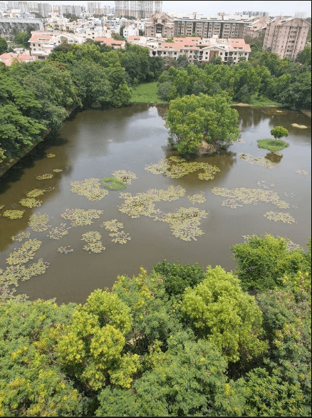 Citizen group completes nine years of managing lakes in Bengaluru 1