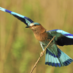 Now is the best time to go birdwatching in Bengaluru 7 birdwatching
