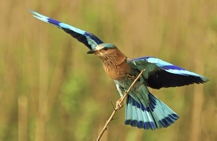 Now is the best time to go birdwatching in Bengaluru 1 Now is the best time to go birdwatching in Bengaluru 1