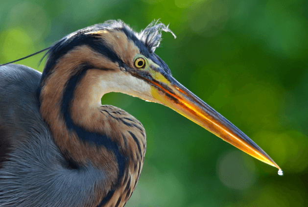 purple heron