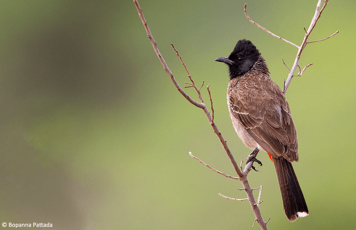 Now is the best time to go birdwatching in Bengaluru 3 bulbul