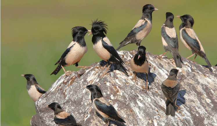 rosy starlings