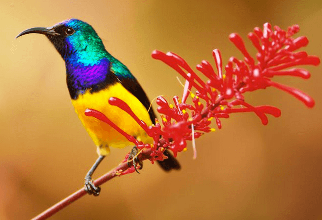 Now is the best time to go birdwatching in Bengaluru 5 Sun bird