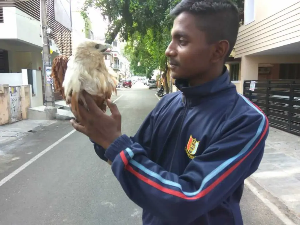 Know your neighbour: Spiderman of Bommanahalli 1