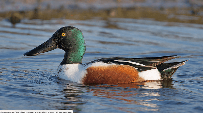 Go on birdwatching walks this Valentine's weekend 2