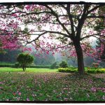 Cubbon Park: Four ways to make it more citizen-friendly 5