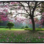 Cubbon Park: Four ways to make it more citizen-friendly 3
