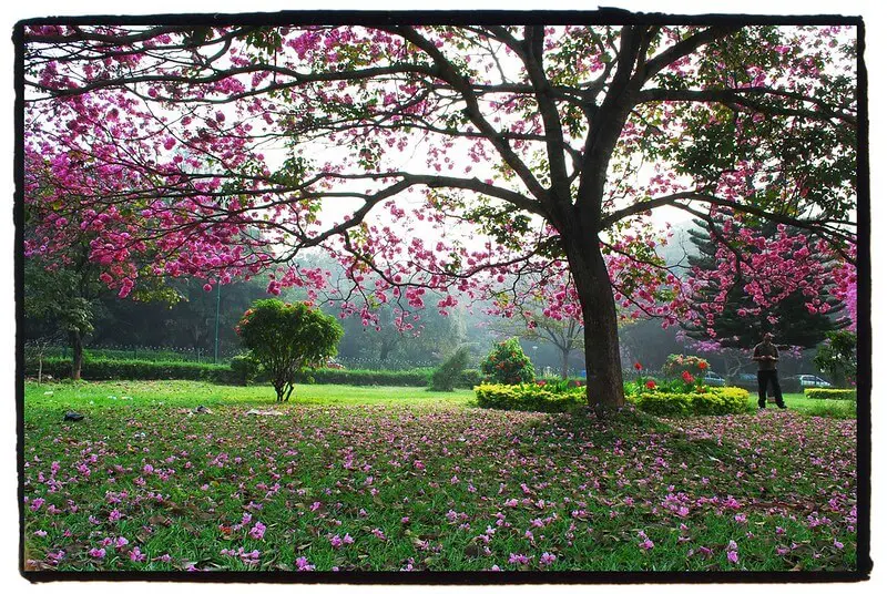 Cubbon Park: Four ways to make it more citizen-friendly 1