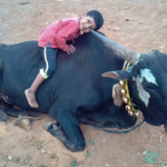 nandi the bull