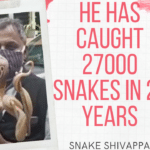 Before you call a snake catcher, read this! 2